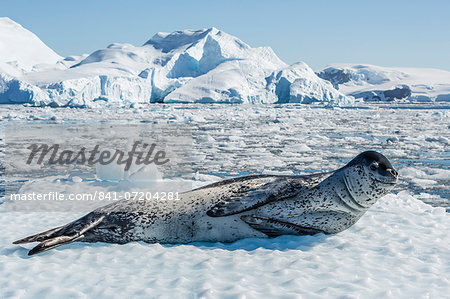 Adult leopard seal (Hydrurga leptonyx) on ice in Cierva Cove, Antarctic Peninsula, Antarctica, Southern Ocean, Polar Regions