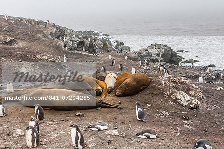 Southern elephant seals (Mirounga leonina), annual catastrophic molt, Hannah Point, Livingston Island, South Shetland Islands, Antarctica, Polar Regions