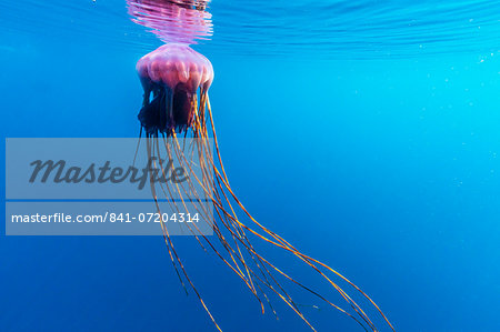 Unidentified large jellyfish in brash ice, Cierva Cove, Antarctica, Southern Ocean, Polar Regions