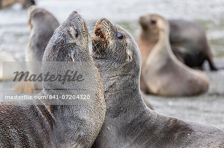 Antarctic fur seal (Arctocephalus gazella) pups, Gold Harbour, South Georgia, South Atlantic Ocean, Polar Regions