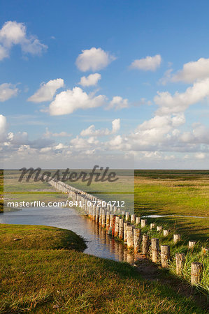 Salt meadow (salt marshes), Westerhever, Wadden Sea National Park, Eiderstedt Peninsula, Schleswig Holstein, Germany, Europe