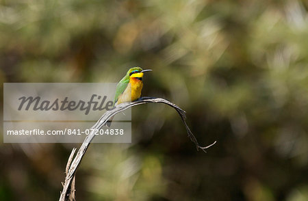 Little Bee-eater, Ngorongoro, Tanzania, East Africa Little Bee-eater, Ngorongoro, Tanzania, East Africa