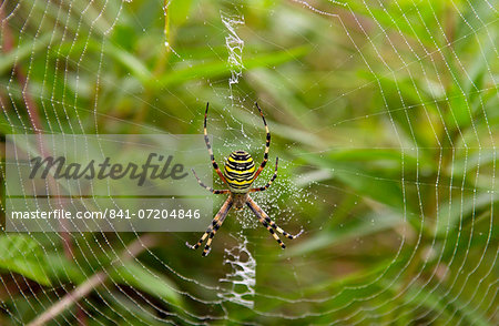 A spider  spinning a dew- covered web