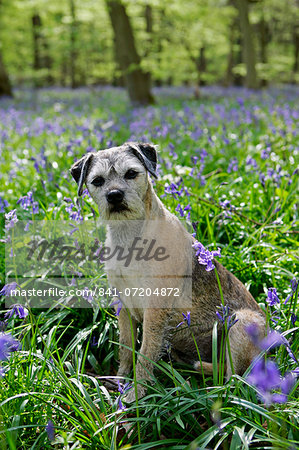 Jess, Border Terrier dog among bluebells in  a wood in Oxfordshire, England