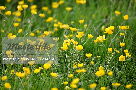 Buttercups growing in a meadow, Oxfordshire, Cotswolds, England