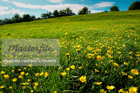 Buttercups in meadow, England