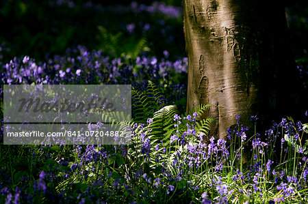 Bluebells and ferns in woodland, England