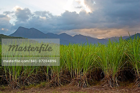 Sugar cane paddock with Mount Demi in the background, Queensland, Australia