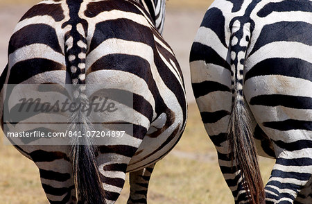 Common Plains Zebra (Grant's), Ngorongoro Crater, Tanzania