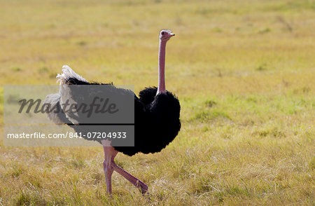 Ostrich,  Ngorongoro, Tanzania, East Africa