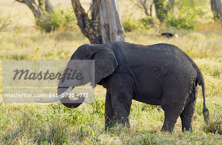 Elephant feeding in Ngorongoro Crater, Tanzania
