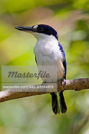 Forest Kingfisher perched on a branch in North Queensland, Australia