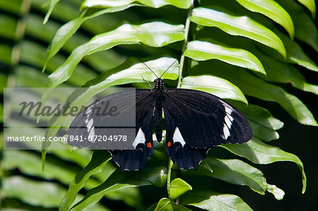 Adult male Orchard Butterfly on fern leaf, North Queensland, Australia