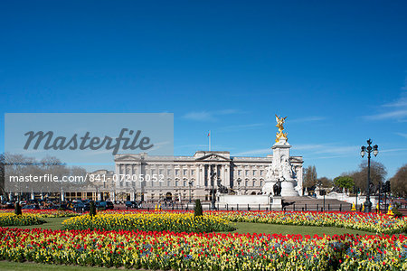 Red and yellow tulips growing in front of Buckingham Palace in April. London, England, United Kingdom, Europe