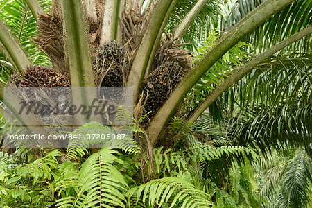 Palm oil nuts, Trang, Thailand, Southeast Asia, Asia