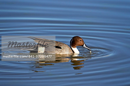 Northern pintail (Anas acuta) drake, Bosque del Apache National Wildlife Refuge, New Mexico, United States of America, North America