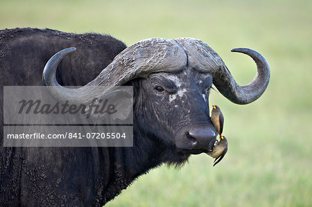 Cape buffalo (African buffalo) (Syncerus caffer) and two yellow-billed oxpeckers (Buphagus africanus), Ngorongoro Crater, Tanzania, East Africa, Africa