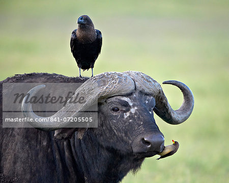 Cape Buffalo (African buffalo) (Syncerus caffer), white-naped raven (white-necked raven) (Corvus albicollis) and a yellow-billed oxpecker (Buphagus africanus), Ngorongoro Crater, Tanzania, East Africa, Africa