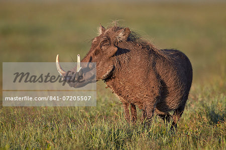 Male warthog (Phacochoerus aethiopicus), Ngorongoro Crater, Tanzania, East Africa, Africa