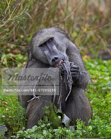 Adult male Chacma baboon (Papio ursinus) eating a water lily tuber, Kruger National Park, South Africa, Africa