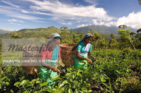 Women picking tea on Tea Plantation, Nuwara Eliya, Hill Country, Sri Lanka, Asia