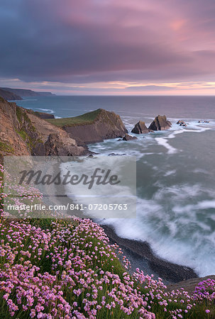 Thrift flowering on the cliff tops above Hartland Quay at sunset, North Devon, England, United Kingdom, Europe