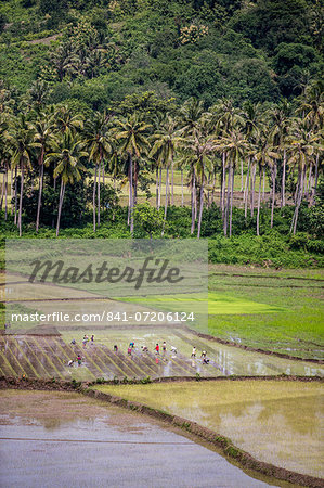 Paddy farmers at work in rice fields, Sumba, Indonesia, Southeast Asia, Asia
