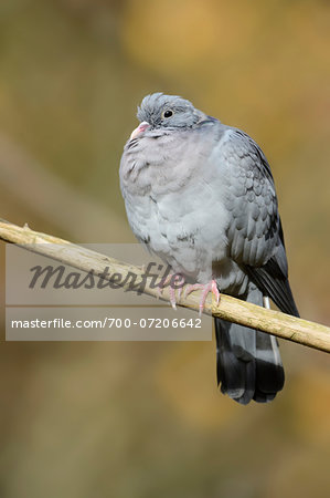 Close-up of Common Wood Pigeon (Columba palumbus) in Autumn, Bavarian Forest National Forest, Bavaria, Germany