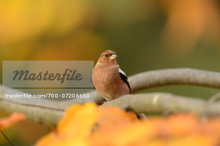 Portrait of Common Chaffinch (Fringilla coelebs) in Autumn, Bavarian Forest National Park, Bavaria, Germany