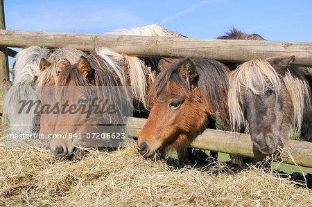 Row of  five American miniature horses (Equus caballus) reaching through a wooden fence to eat hay, Wiltshire, England, United Kingdom, Europe