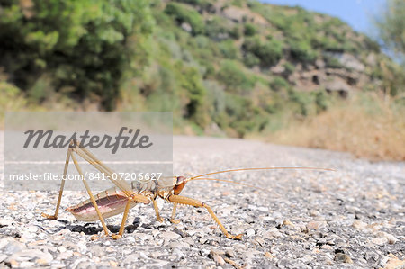 Balkan sawing cricket (Saga natoliae), the largest predatory insect in Europe, crossing a mountain road, Samos, Greece, Europe