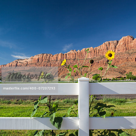 Arches National Park - sunflowers in the camp