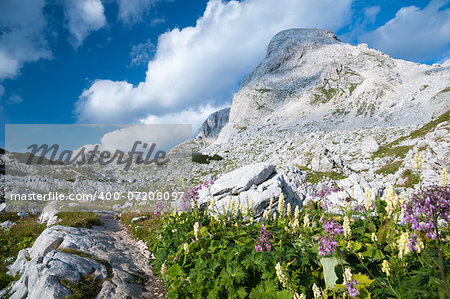 Triglav Lakes Valley with flowers in the foreground, mountain peak in the background.
