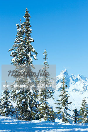 Winter mountain fir forest snowy landscape (top of Papageno bahn - Filzmoos, Austria)