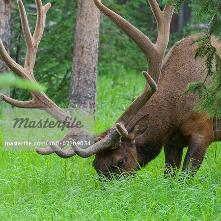 Large bull elk standing in a meadow in the woods in Yellowstone National Park