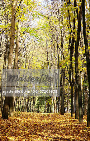 Sunny autumn October forest on blue sky