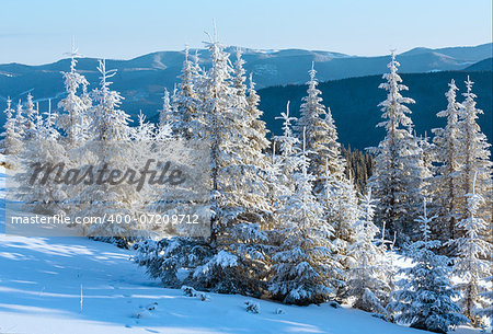 Sunrise and winter mountain landscape with snowy fir trees