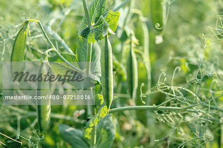 close up of a pea field with pods