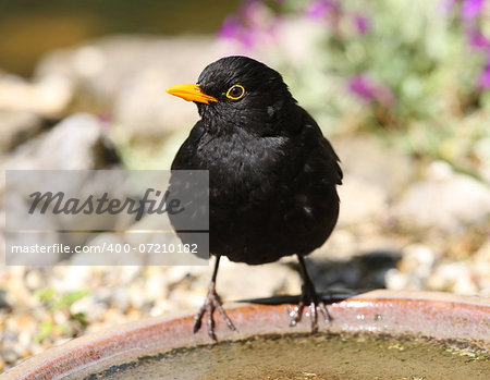 Close up of a Blackbird drinking from a water bowl