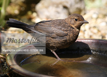 Close up of a baby Blackbird drinking from a water bowl