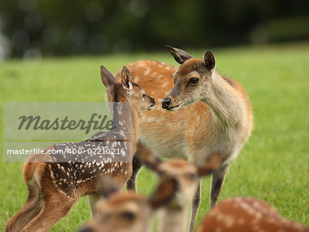 Close up of a young Fallow deer being comforted by her mother