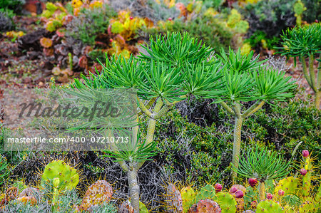 Plant on North-west coast of Tenerife near Punto Teno Lighthouse, Canarian Islands