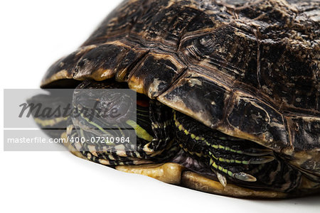Sleeping red-eared slider isolated on a white background.