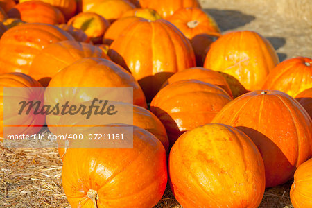 bright orange pumpkins at the pumpkin patch