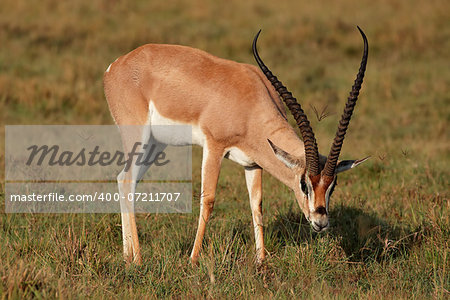 Male Grants gazelle (Nanger granti), Lake Nakuru National Park, Kenya Male Grants gazelle (Nanger granti), Lake Nakuru National Park, Kenya