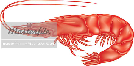 big red shrimp, with a curved tail and long whiskers