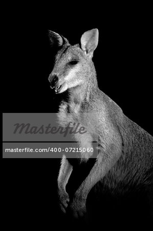 Monochrome portrait of an Agile Wallaby (Macropus agilis)