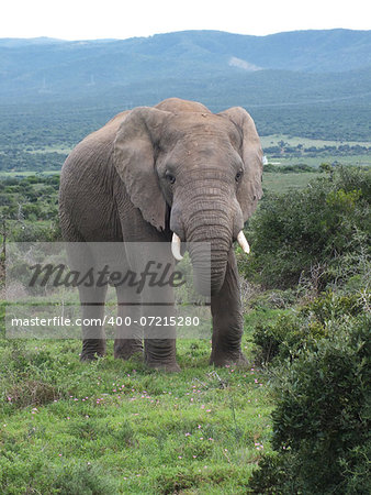 African elephants (Loxodonta africana) can be found in Eastern, Southern and West Africa, either in dense forests, mopane and miombo woodlands, Sahelian scrub or deserts. The IUCN Red List considers elephants as vulnerable, mainly due to ivory poaching.