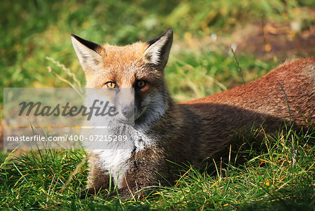 This is photo of fox on Etna, Sicily