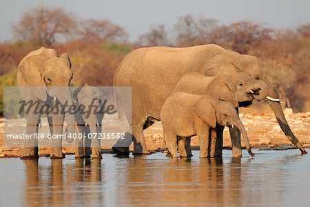 African elephants (Loxodonta africana) drinking water, Etosha National Park, Namibia